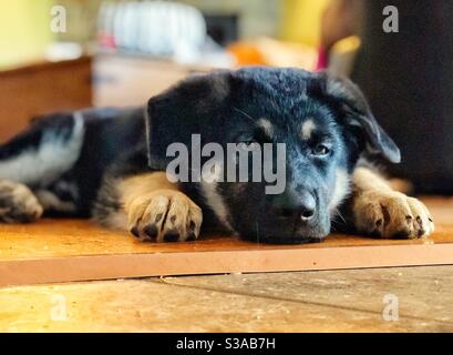 Chien de berger allemand posé sur le sol Banque D'Images