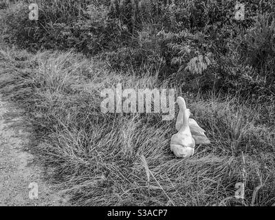Photo en noir et blanc d'une paire de canards un champ Banque D'Images