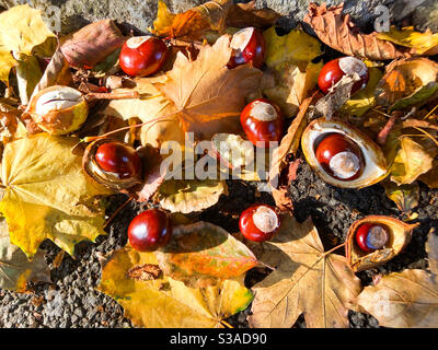 Aberystwyth, pays de Galles de l'Ouest, Royaume-Uni. Mercredi 14 octobre 2020. News: Saison des conkers à Aberystwyth. Crédit photo ©️ Rose Voon / Alamy Live News Banque D'Images