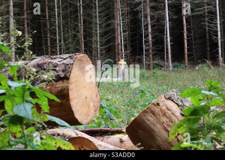 Brave de la Wald ! Kreuz als Mahnmal für das Waldsterben durch den Borkenkäfer und die anhaltende Trockenheit wird zwischen einem gefällten Baum sichtbar. Banque D'Images