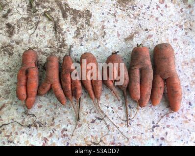 Une sélection de carottes grossières Banque D'Images