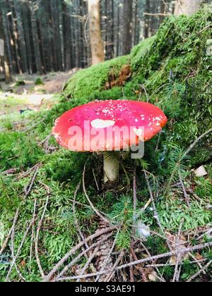 Russula Emetica Banque D'Images