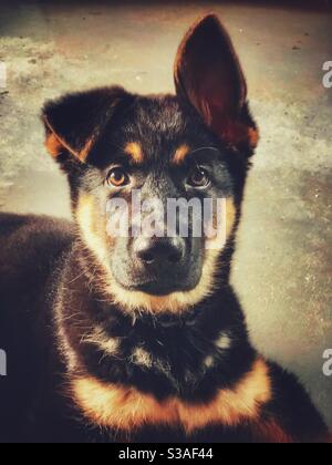 Portrait de chiot Berger allemand avec une oreille debout et l'autre disquette Banque D'Images