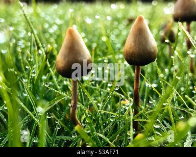 Champignons psilocybine, connus sous le nom de champignons magiques ou de champignons dans la rosée du matin. Banque D'Images