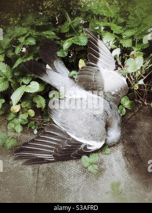 Oiseau pigeon mort sur le patio du jardin Banque D'Images