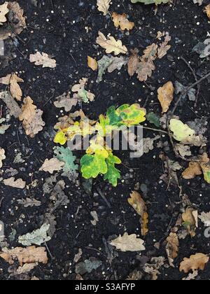 Feuilles de chêne jaune vif et vert entourées de feuilles brunes par terre Banque D'Images