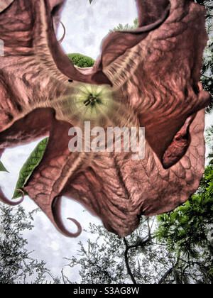 Brugmansia, Angel’s Trumpet Flower Orlando, Floride Banque D'Images