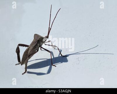 Insecte pied de feuille de l'est sur fond blanc Uni avec ombre Banque D'Images