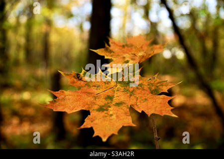 Deux feuilles d'érable d'automne colorées Banque D'Images