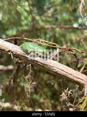 Bébé arbre vert grenouille reposant sur un bâton dans le forêt Banque D'Images