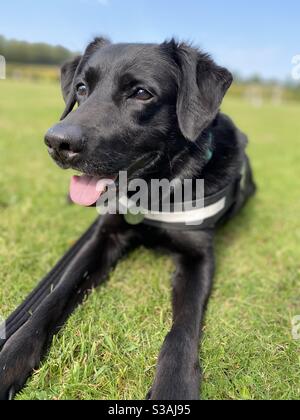 Notre Croix de collie noire du Labrador de 9 ans se détend le soleil Banque D'Images