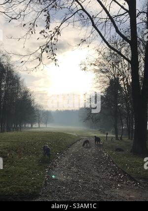 Chiens marchant dans la campagne pendant le lever de soleil d'automne Banque D'Images