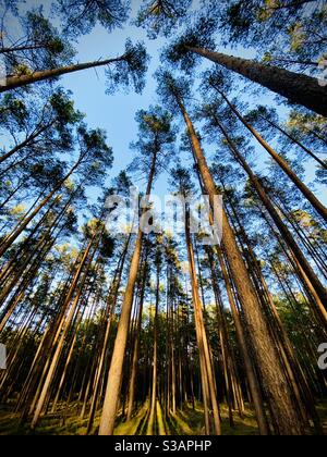 Regarder dans une forêt d'arbres. Allemagne. Banque D'Images