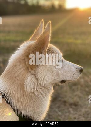 Husky, un berger d'Alaska âgé de 5 mois, traverse son chiot avec de l'eau les cheveux regardent quelque chose en avant au coucher du soleil lors d'un automne pluvieux après-midi Banque D'Images