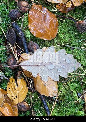 Parquet en chêne et hêtre d'automne avec mousse dans le pluie Banque D'Images