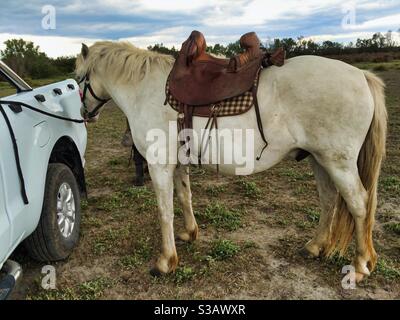 cheval de camargue avec selle de l'ouest attaché sur un pick-up chariot sorti dans le champ Banque D'Images