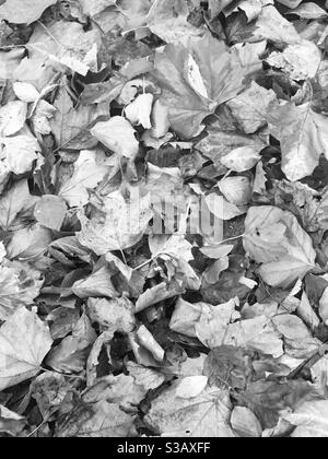 Congé d'automne en noir et blanc Banque D'Images