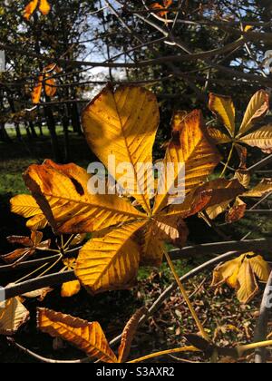 Feuille de châtaigne de cheval jaune d'automne et or Banque D'Images