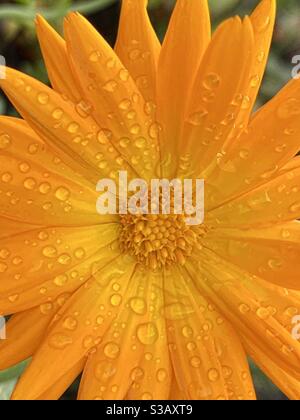 Raindrops sur une fleur de marigold en gros plan Banque D'Images