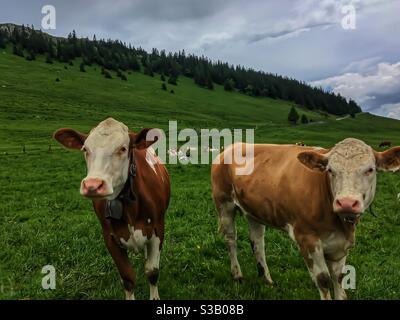 Les vaches en pâturage de montagne en Suisse gros plan Banque D'Images