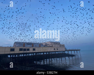 Aberystwyth, pays de Galles de l'Ouest, Royaume-Uni. Samedi 7 novembre 2020. News: Des milliers de starlings ont éclaté de sous le Royal Pier, après avoir roulé pendant la nuit. Crédit photo ©️ Rose Voon / Alamy Live News. Banque D'Images