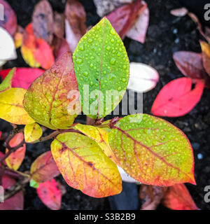 Brousse de bleuets en automne - gouttelettes d'eau sur les feuilles automnales Banque D'Images