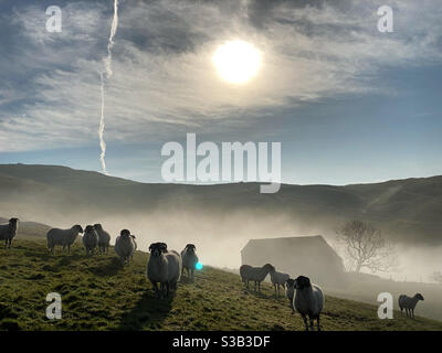 Brebis le matin de Misty dans les Yorkshire Dales Banque D'Images