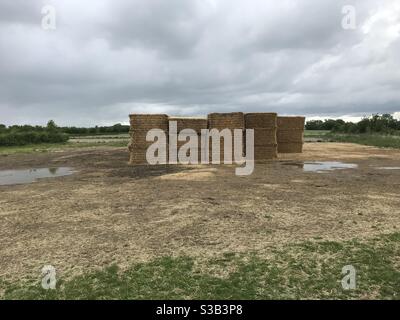 Bottes de foin dans un champ Banque D'Images