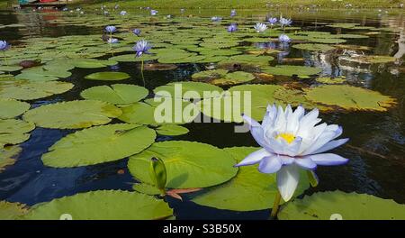 Nénuphars tropicaux violets sur la rivière Ross à Townsville, Queensland du Nord, Queensland, Australie Banque D'Images