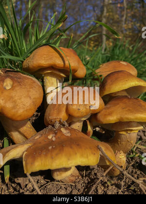 chapeau de cire champignons dans la prairie Banque D'Images