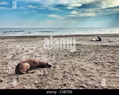 Chien errant dormant sur la plage et une personne vue de distance assis sur la plage de sable Banque D'Images