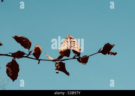 Faites dorer les feuilles sèches contre le ciel clair en automne Banque D'Images