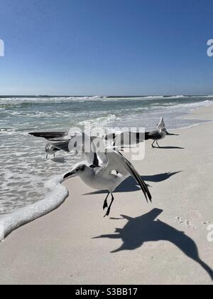 Mouette de près décollage pour voler sur la plage Banque D'Images