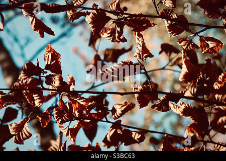 Feuilles d'automne brunes sèches en plein soleil contre le ciel clair Banque D'Images