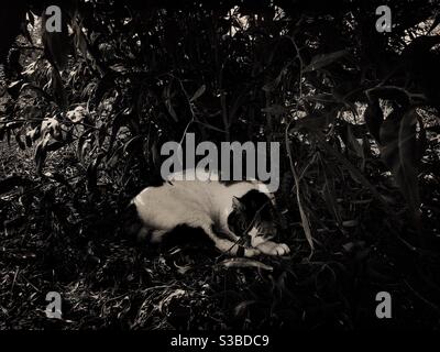 Chat errant dormant paisiblement parmi le feuillage vert Banque D'Images