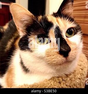 Portrait de beau calico chat compagnon d'intérieur animal de compagnie a espilé la femme avec les yeux verts magnifiques, domestique ou américain petit chaton, né avec l'URI qui a rompu l'iris dans l'oeil gauche et a causé la cécité Banque D'Images