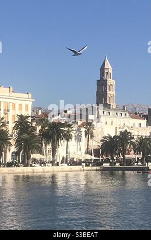 Un mouette volant devant la cathédrale Saint-Domnius dans le port de Split, en Croatie Banque D'Images