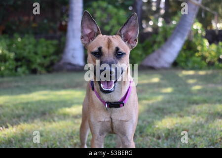 Chiot heureux Banque D'Images