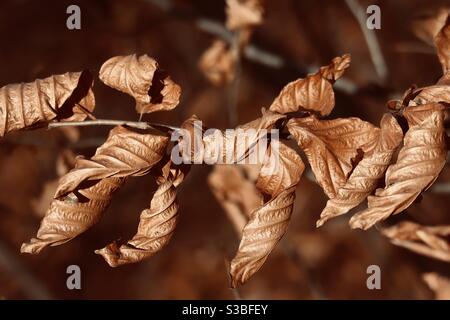 Gros plan de feuilles brunes sèches en automne Banque D'Images