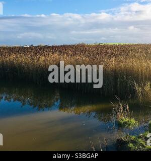 Reeds by River Wyre Banque D'Images