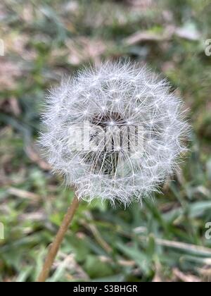 Boule de soufflage moelleuse, tête de semence Dandelion sur un champ Banque D'Images