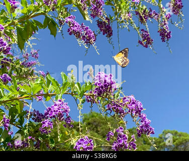 Délicieux papillon blanc orange et noir volant autour de Geisha violet Une fille fleurit contre un ciel bleu Banque D'Images