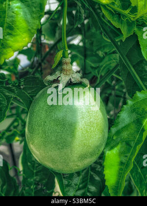 Un fruit vert passion sur la vigne parmi ses plantes feuilles vertes Banque D'Images