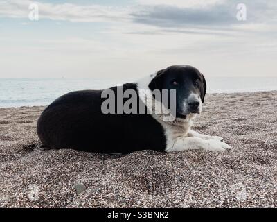 Portrait d'un chien errant assis sur une plage de sable Banque D'Images