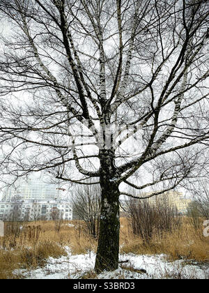 Grand bouleau sans feuilles avec branches bizarres Banque D'Images