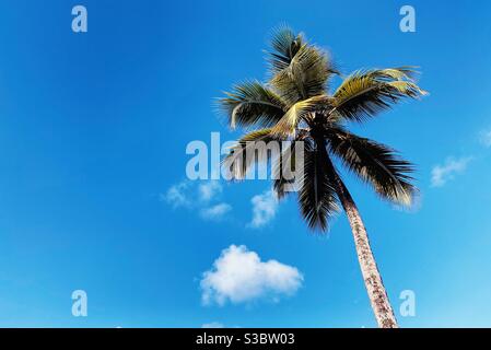 Palm tree against a blue sky à St Lucia Banque D'Images