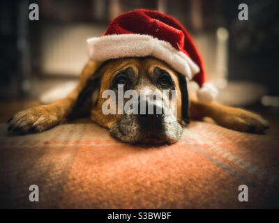 Chien de mastiff de taureau fatigué à Noël avec un chapeau de Noël de Santa sur l'aspect ennuyé et misérable et en ont assez. Banque D'Images