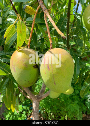 Une paire de mangues en phase de maturation dans un arbre dans une cour australienne Banque D'Images