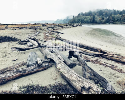 Le bois flotté a été lavé comme lignes de tête sur une plage vide de l'île Whidbey, dans le nord-ouest du Pacifique Banque D'Images