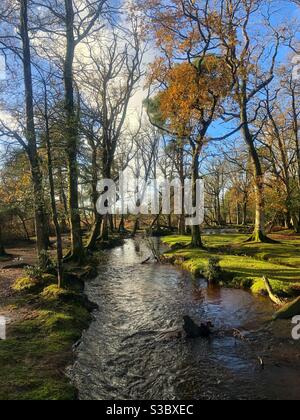 Ruisseau Ober dans la Nouvelle forêt Banque D'Images